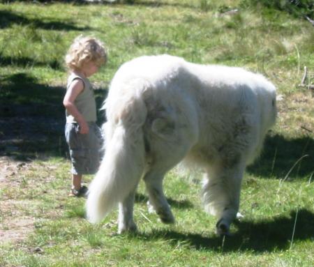 comme le film Belle et S�bastien!