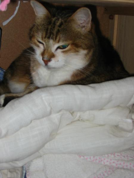 travail journalier du chat!