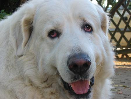 imaginez la t�te de son ma�tre!!!!!