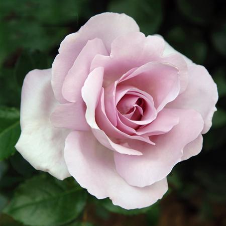 la rose Petit Prince