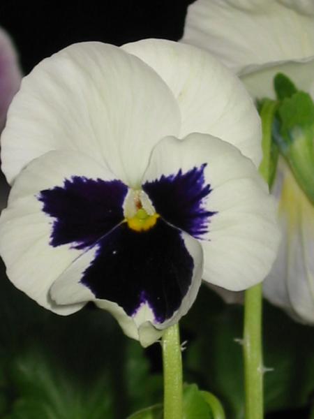 pas de probl�me dans ma plantation