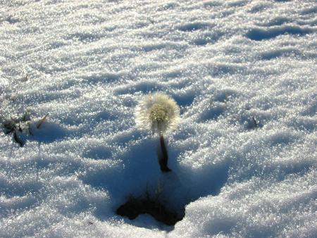 bel exemple de rage de vivre!