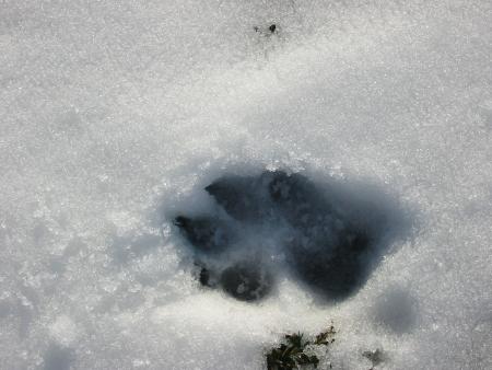 papatte de gros chienchien