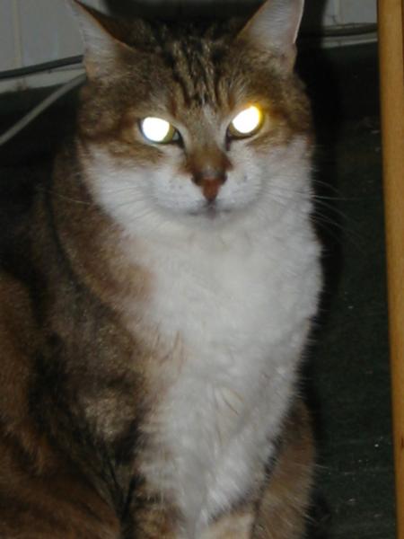 la puissance du regard!!!