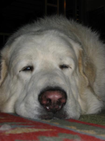 chien en plein exercice physique!