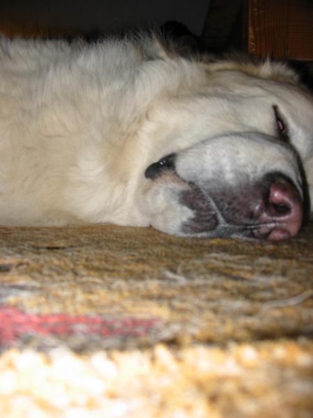 chien dans son exercice pr�f�r�